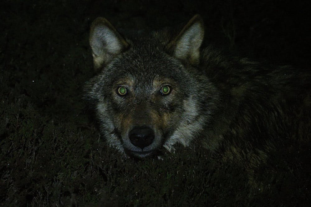 Det er denne ulv, som er har fået en gps-sender om halsen, og som Peter Sunde og hans kolleger nu kan følge minut for minut.
