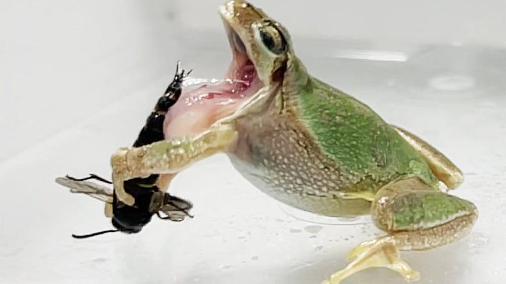 I et forsøg blev levende hvepse kastet ned til uanende frøer for at blive spist. Og det gjorde en stor forskel, om hvepsene stadig havde deres kønsdele eller ej, skriver forskere i nyt studie.