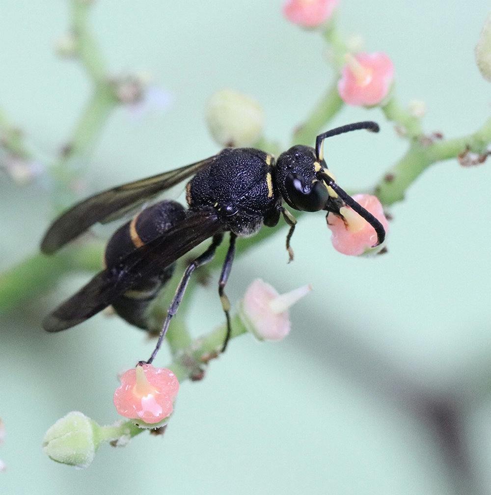 Pottemagerhvepsen er en enlig gedehams, som er sjælden i Danmark, hvor den bl.a. flyver rundt på heder, i skovbryn og i grusgrave fra begyndelsen af juni til slutningen af september.