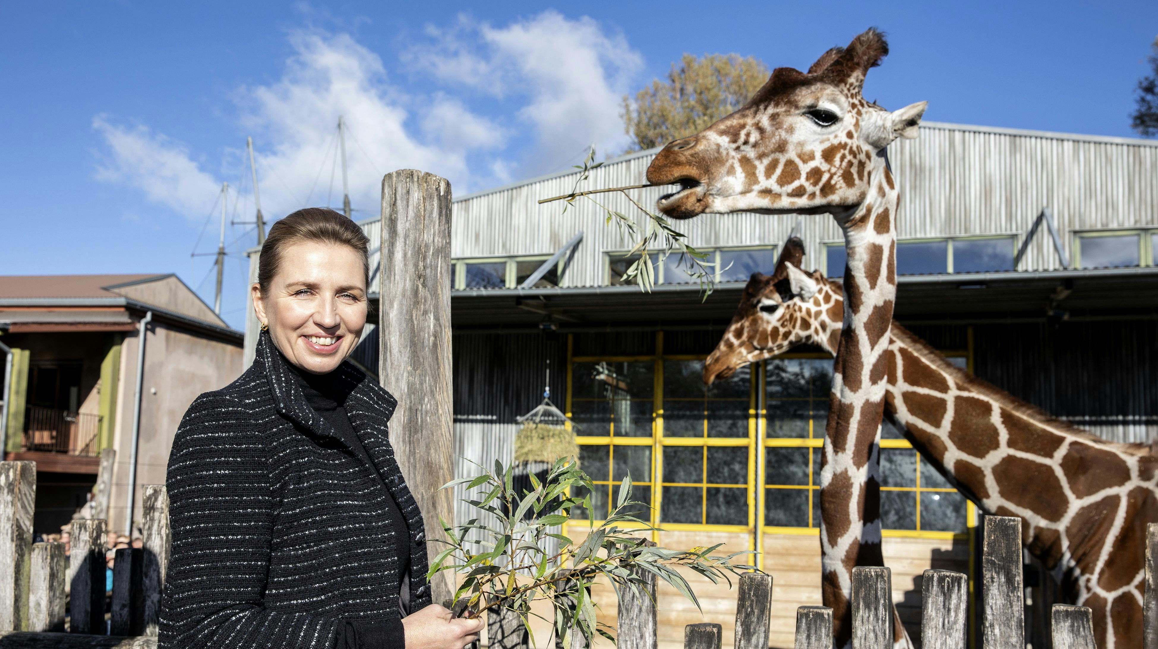 Her fodrer statsminister Mette Frederiksen girafferne i Odense Zoo. 