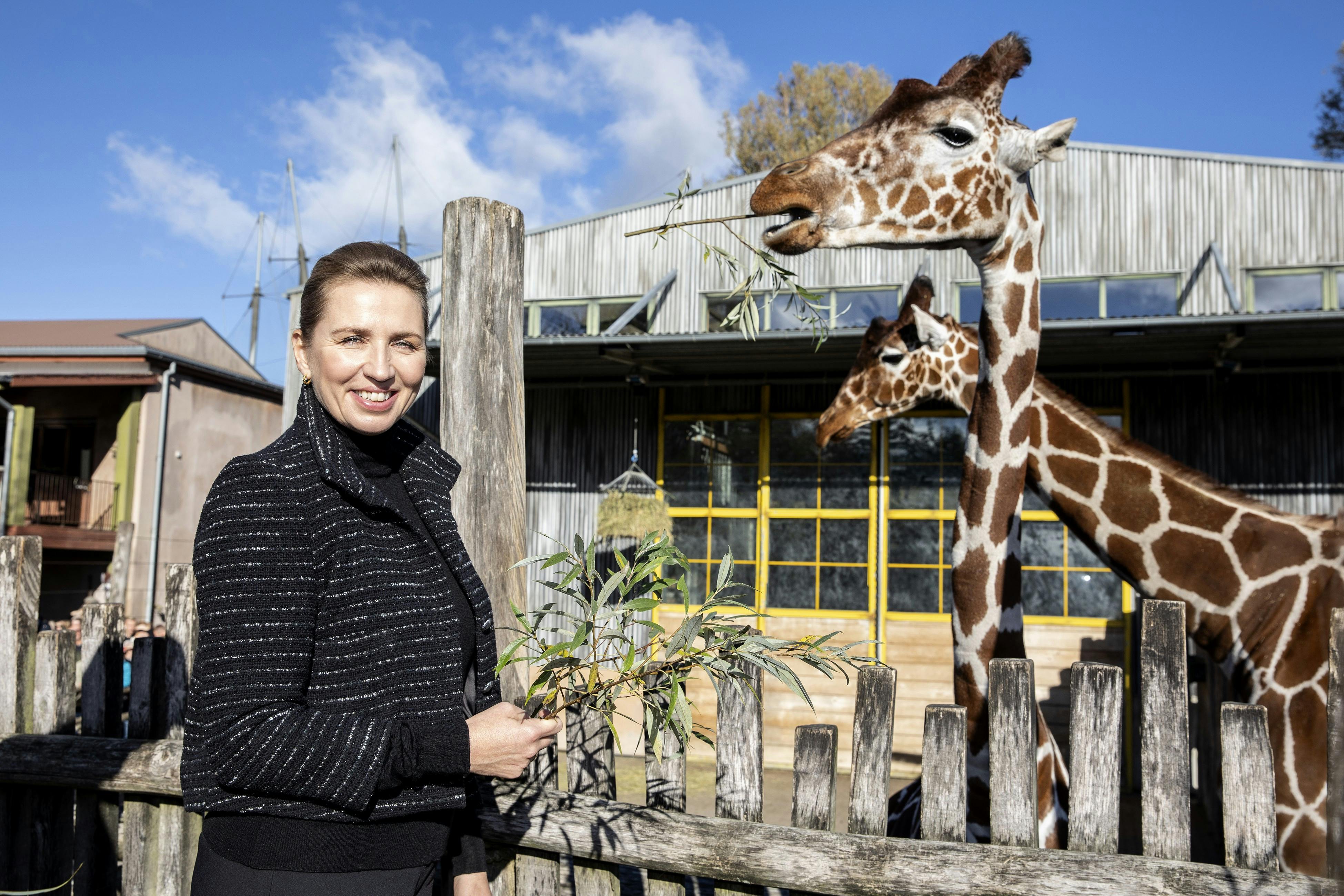 Her fodrer statsminister Mette Frederiksen girafferne i Odense Zoo.&nbsp;
