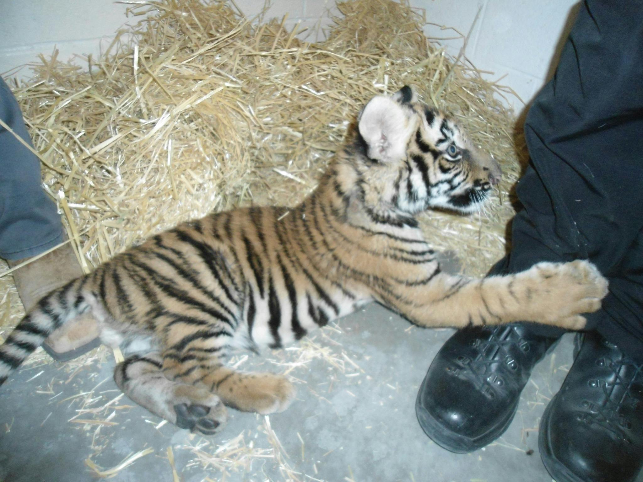 Tigerungen har det ifølge myndighederne godt. En voksen bengalsk hantiger vejer normalt mellem 200 og 295 kilo, mens huntigeren normalt vejer mellem 120 og 180 kilo.
