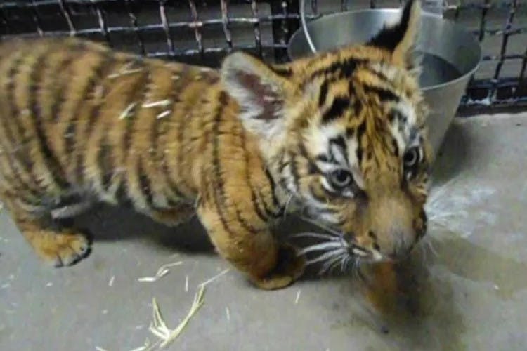Til politiets store overraskelse fandt de frem til denne bengalske tigerunge, da de efterforskede en alvorlig skudsag.
