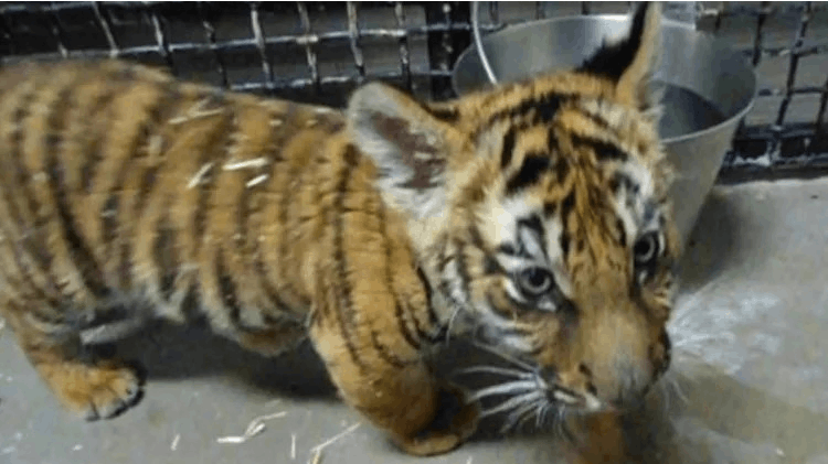 Til politiets store overraskelse fandt de frem til denne bengalske tigerunge, da de efterforskede en alvorlig skudsag.