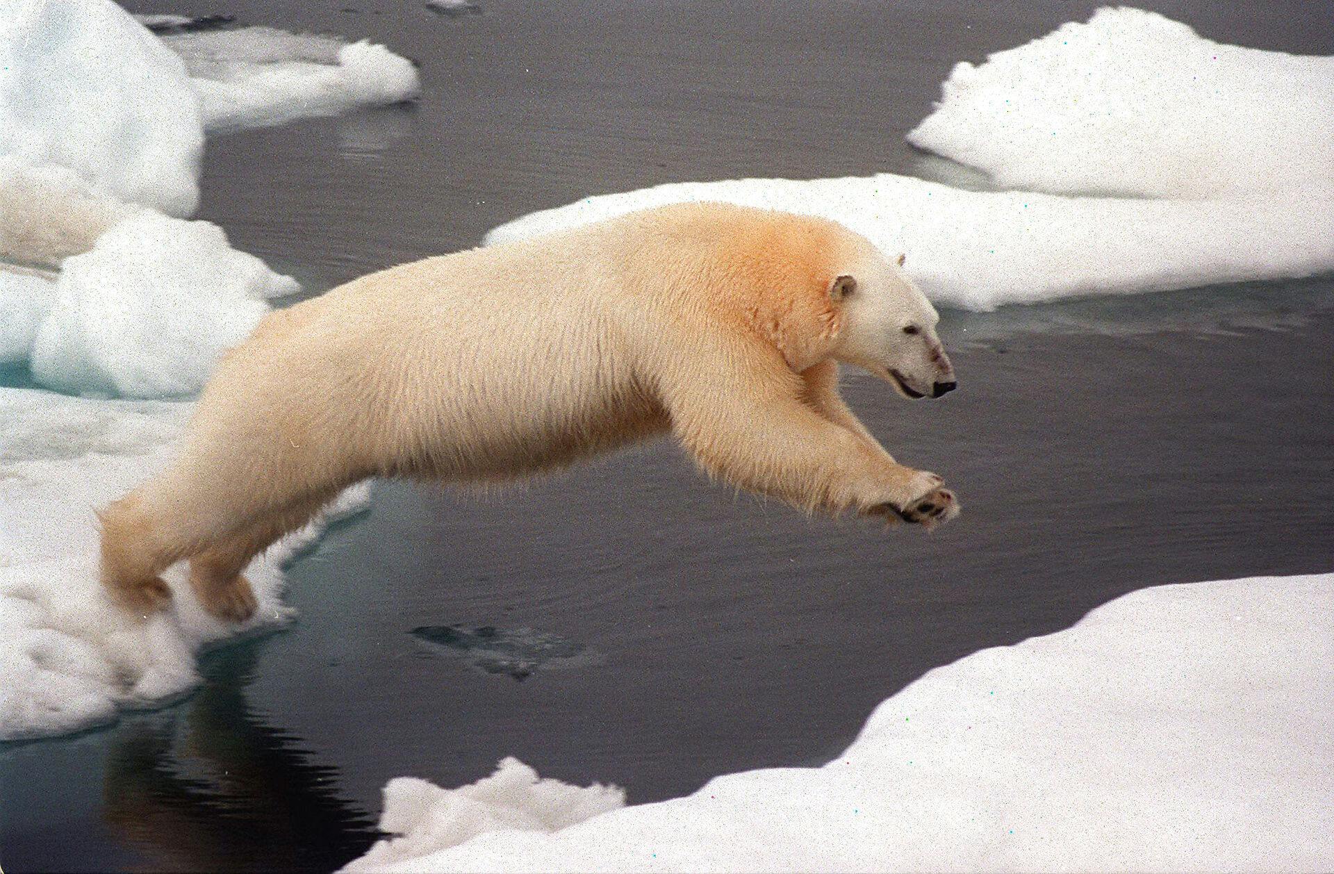 Forskere fra Alaska har fundet ud af, at ændringer i havisen, som er isbjørnenes foretrukne habitat, falder sammen med, at isbjørne oftere færdes på land.
