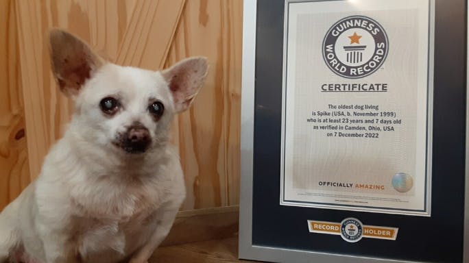 Stolt, rank og herregammel. Spike holder rekorden som den ældste vovse. 