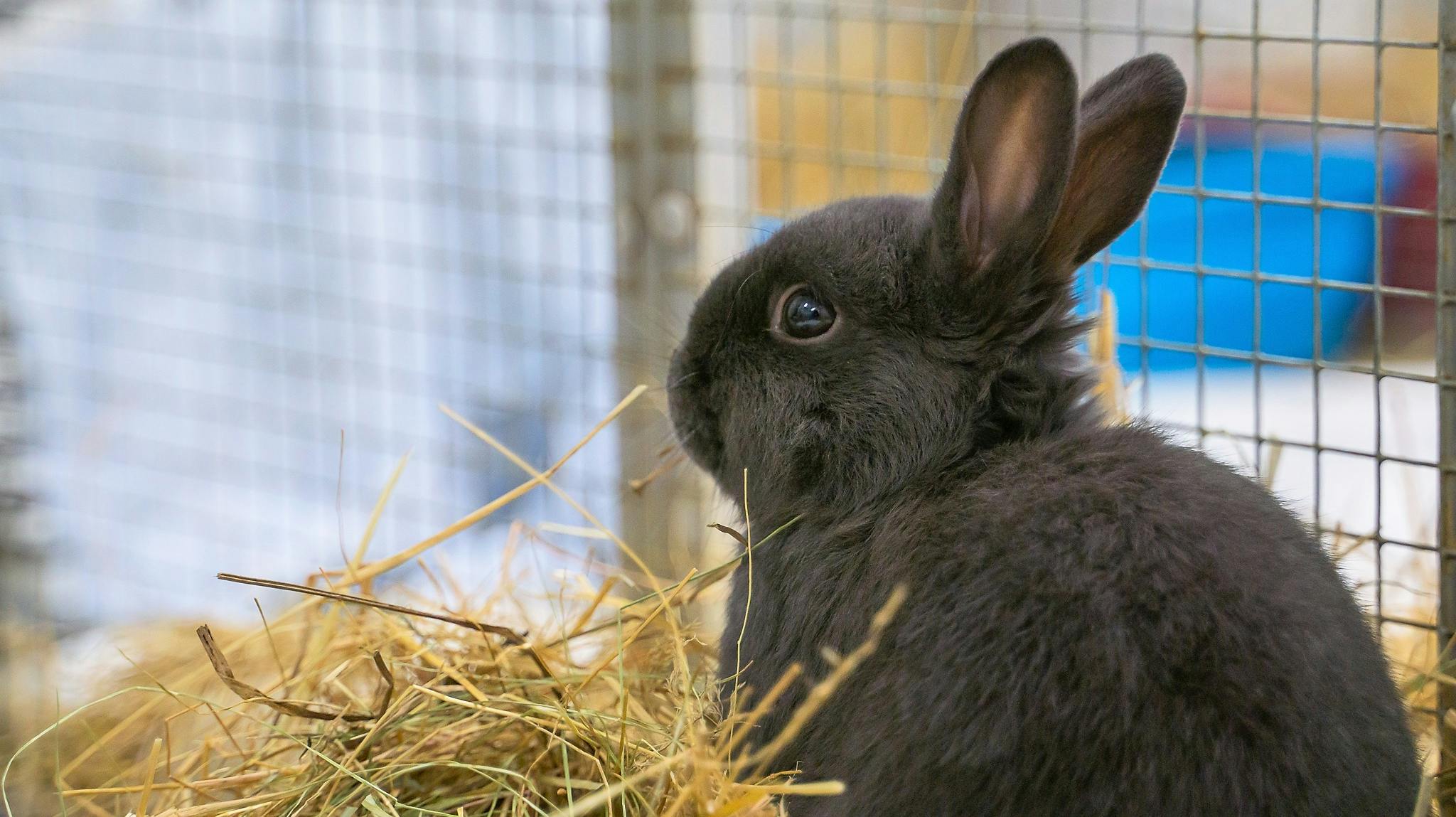 De hjemløse kaniner hober sig op på de danske internater 