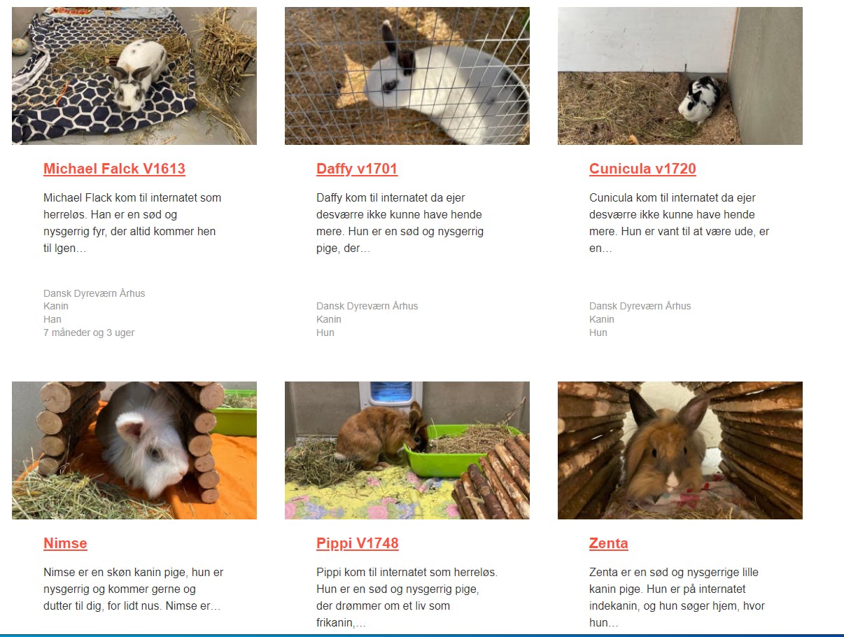 Der er kaniner nok at adoptere på landets internater lige for tiden 