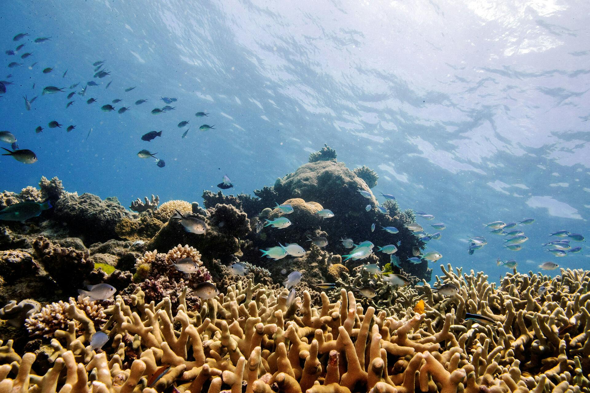 Great Barrier Reef er fyldt med smukke fisk og koraller.&nbsp;
