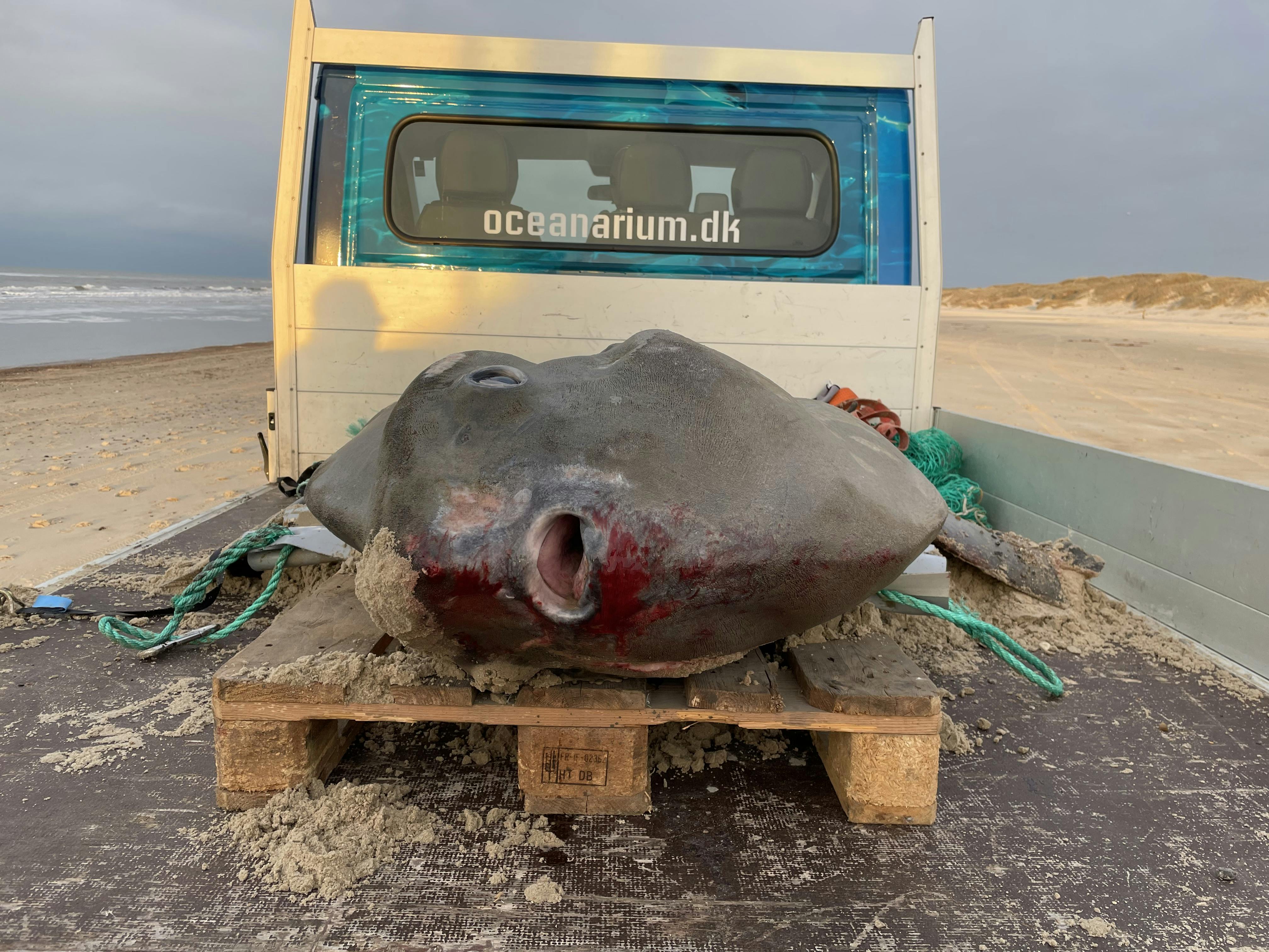 Enorm klumpfisk fundet dansk strand: Vejer 230 kilo! SE og