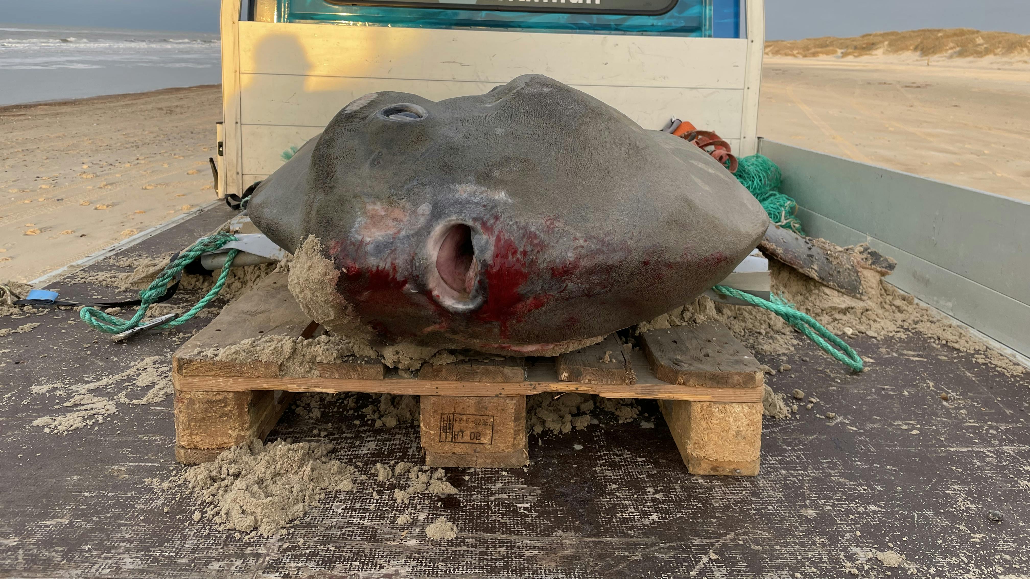 let at blive såret Mutton elskerinde Enorm klumpfisk fundet på dansk strand: Vejer 230 kilo! | SE og HØR