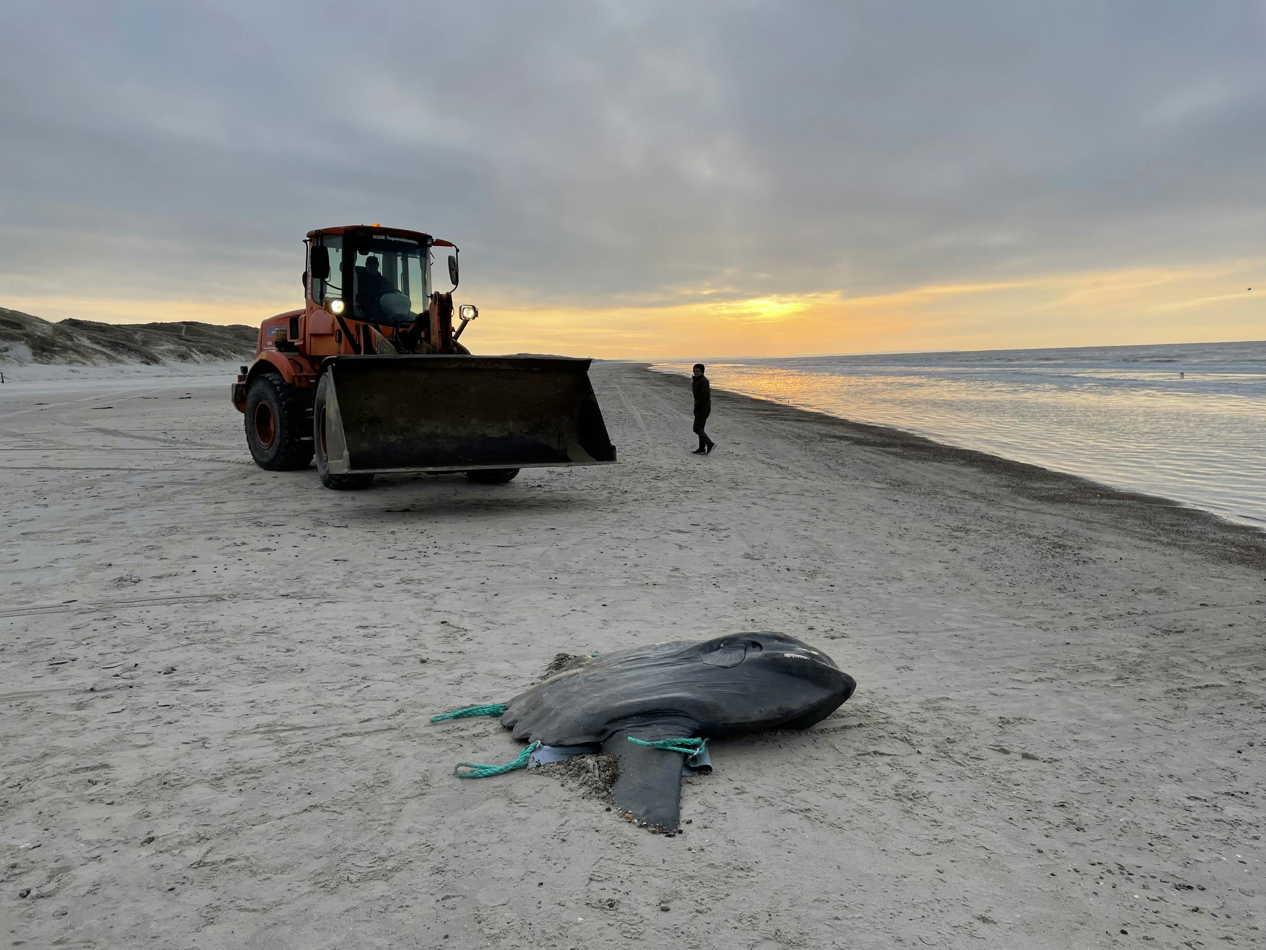 Her ses den enorme fisk på stranden.