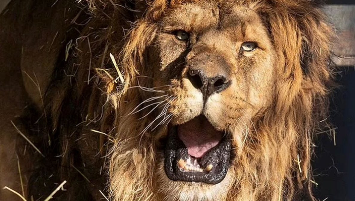 I fem år levede løven Ruben alene og forladt i en dyrepark - derfor mistede den evnen til at brøle.&nbsp;