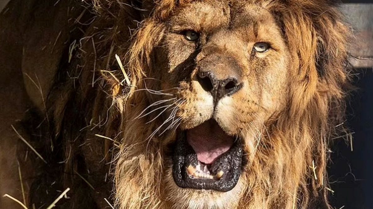 I fem år levede løven Ruben alene og forladt i en dyrepark - derfor mistede den evnen til at brøle. 