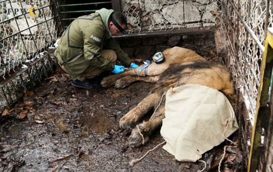 Her ses Ruben i sit gamle bur, før han blev bedøvet og flyttet til sit midlertidige hjem. 