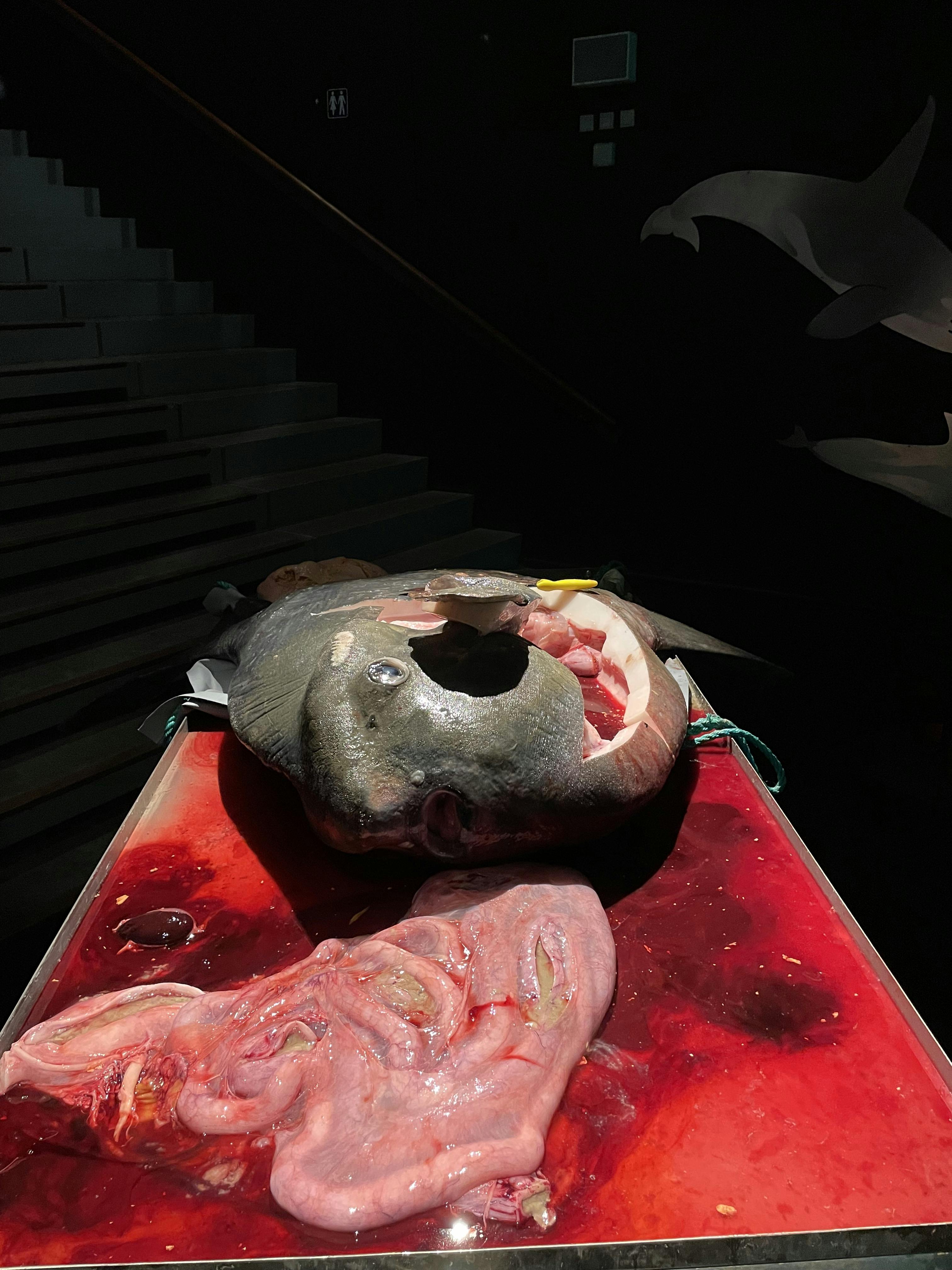 Den enorme klumpfisk døde med al sandsynlighed af kulde.