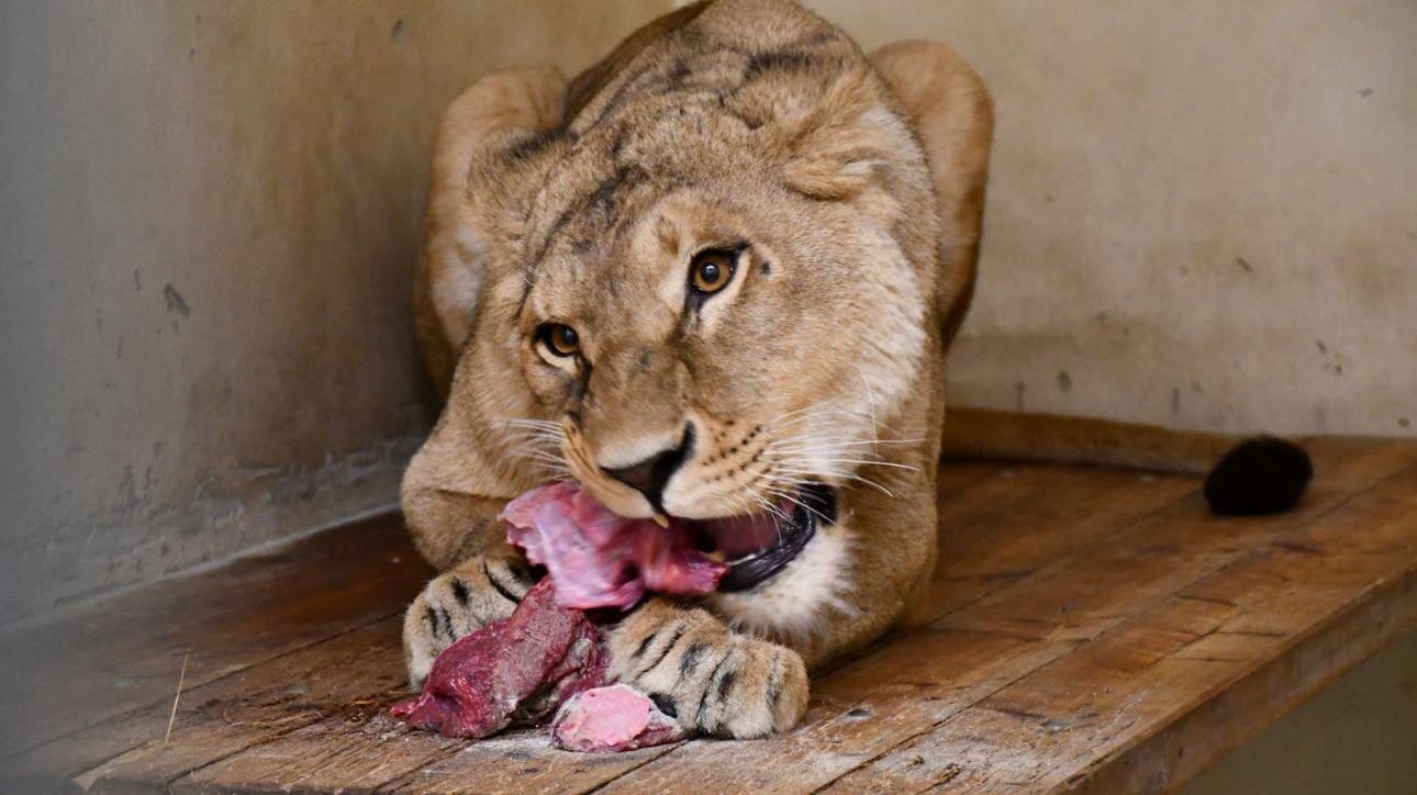 Hunløven Vee før den sidste tur fra Ukraine til Knuthenborg Safaripark