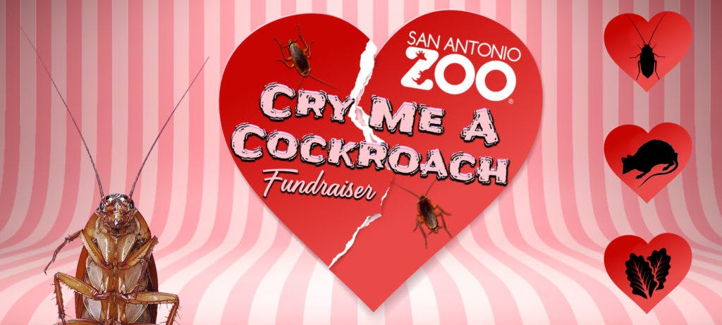"Cry me a cockroach" hedder initiativet fra den amerikanske zoologiske have&nbsp;
