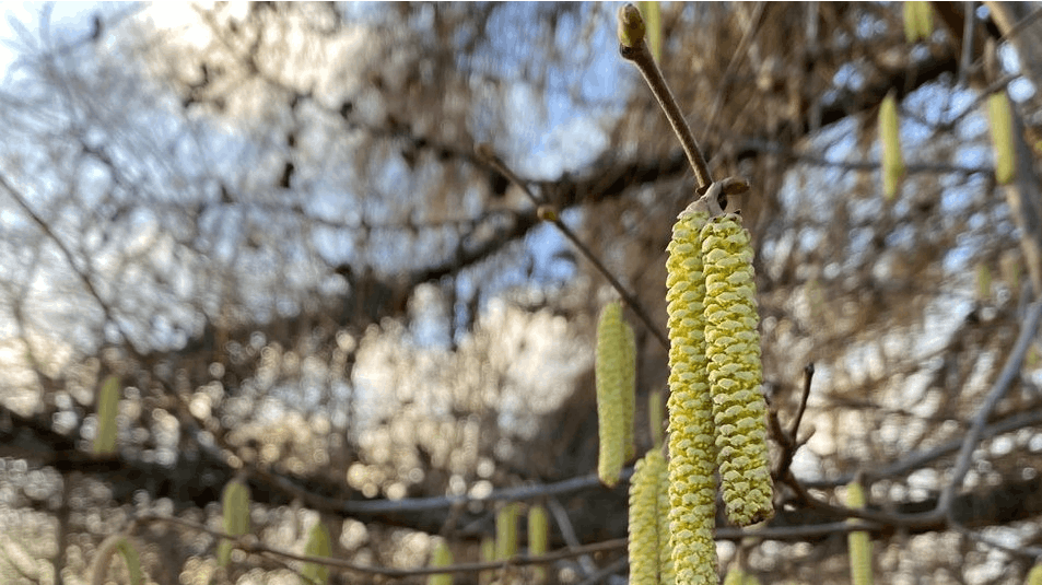 Pollentallet er oppe på tre for hassel i Østdanmark.