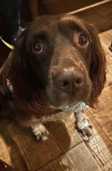 Der blev slået alarm, efter forbipasserende fandt Nicolas hund, der løb alene rundt i området.
