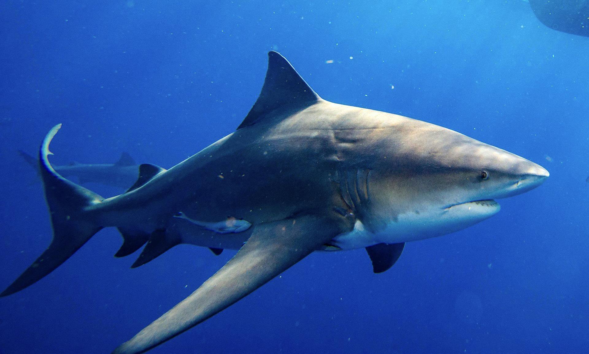 Det var formentlig en tyrehaj, der tog livet af den 16-årige pige. 