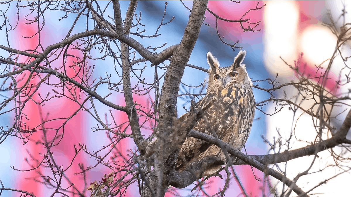 Hornuglen Flaco dukker op rundt omkring i New York i disse dage, og den er sværere at indfange end som så 