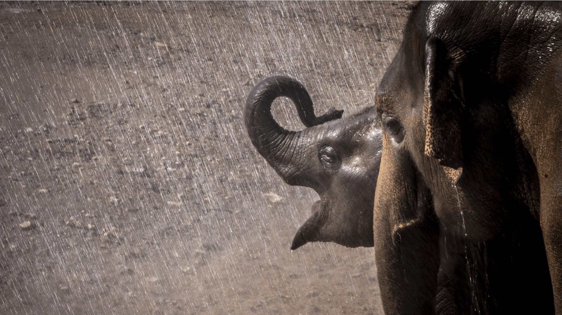Elefantungen Mun overlever heldigvis den livsfarlige sygdom, men det er ikke uden mén (Arkivfoto).