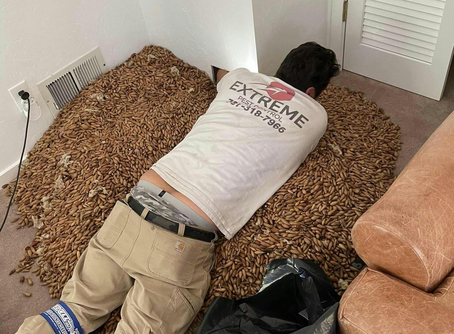 Skadedyrsbekæmperen fortæller, at han aldrig har set noget lignende.