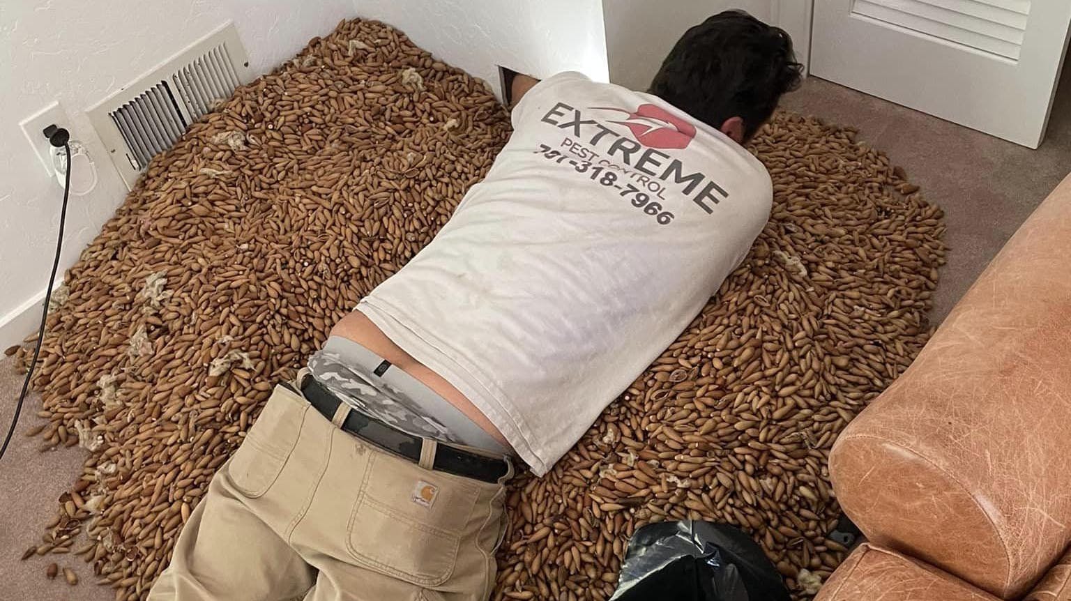 Skadedyrsbekæmperen fortæller, at han aldrig har set noget lignende.