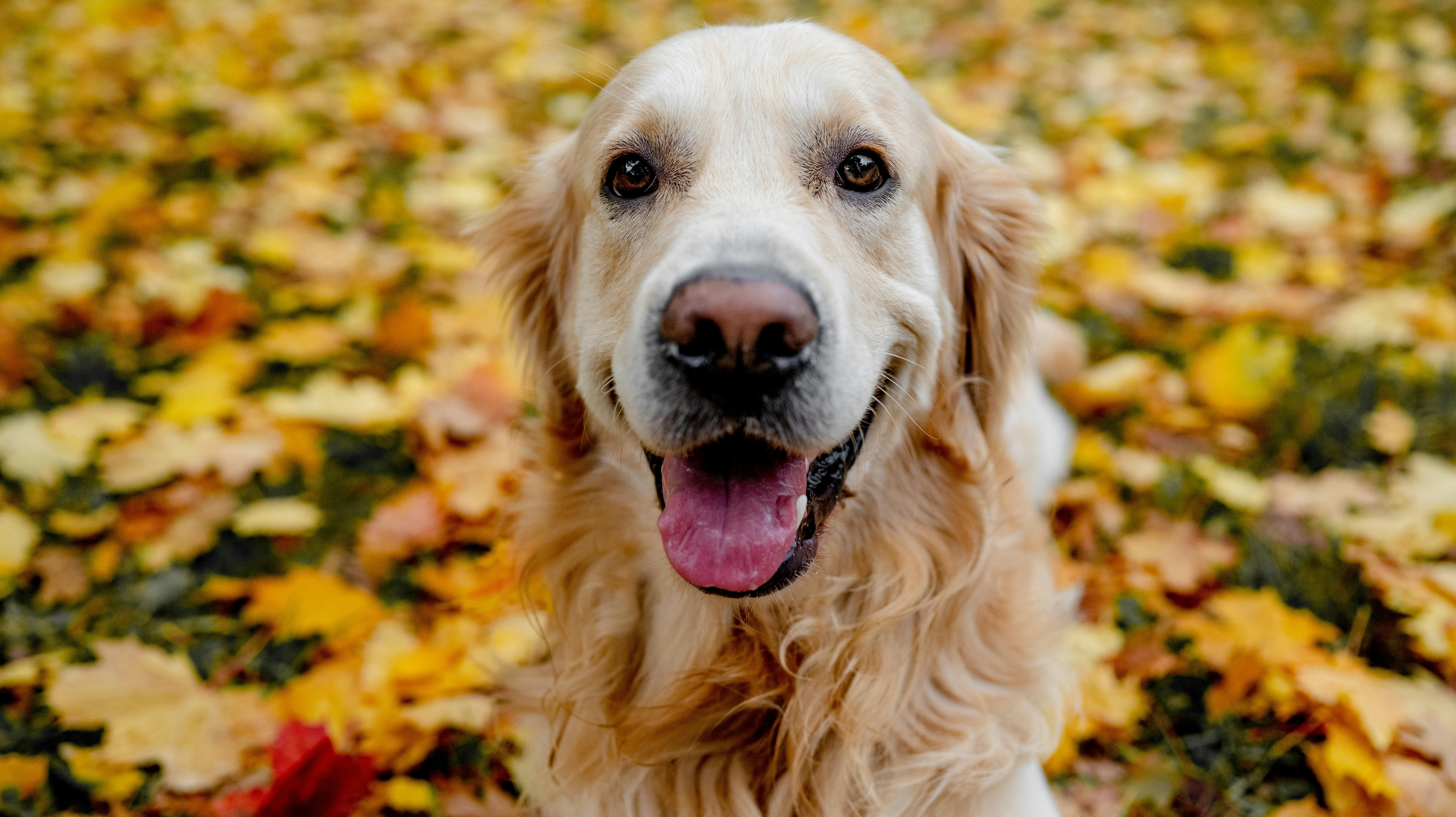 Hunden bliver ofte kaldt menneskets bedste ven.