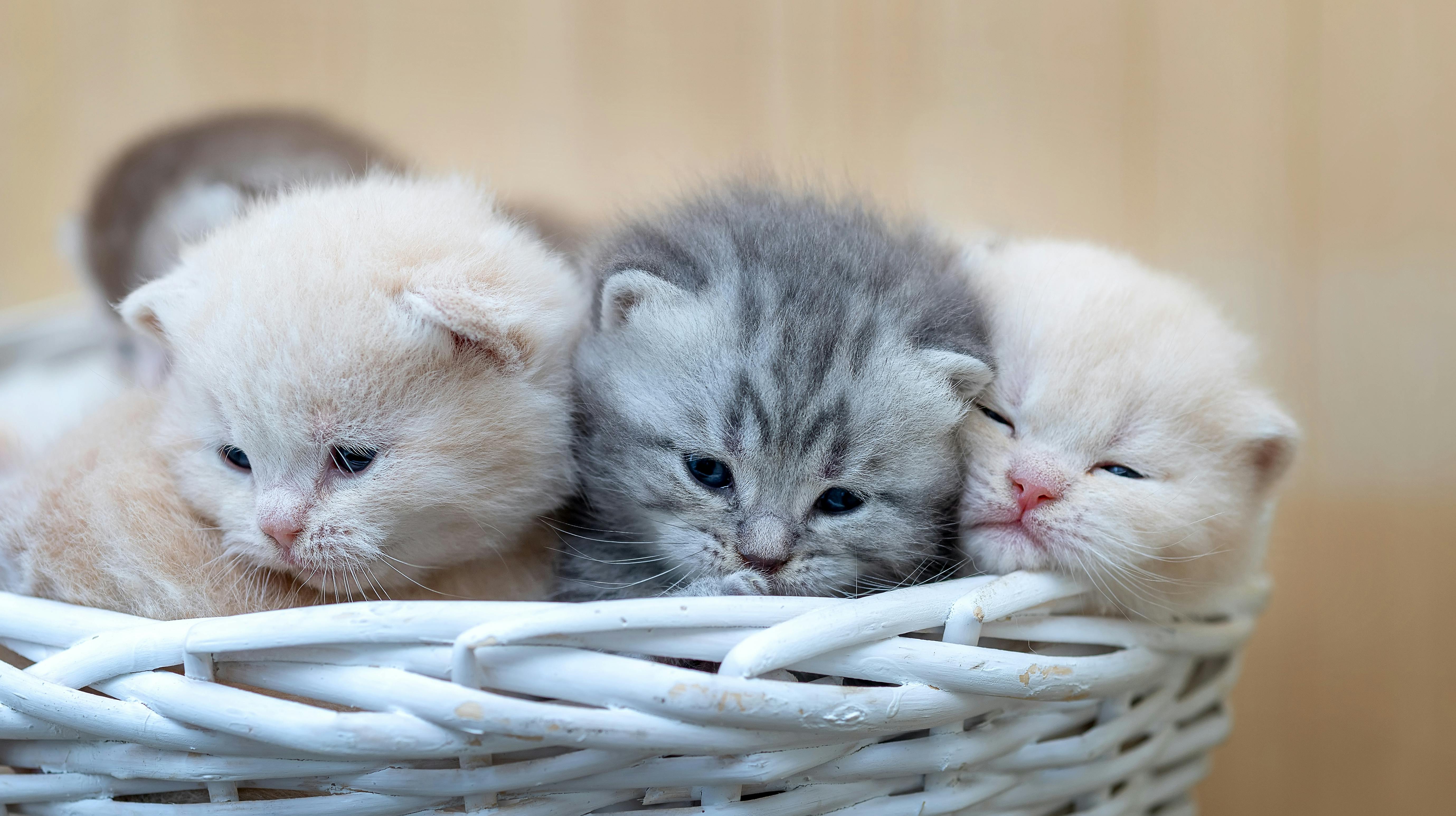 Katten er mere selvstændig end hunden.