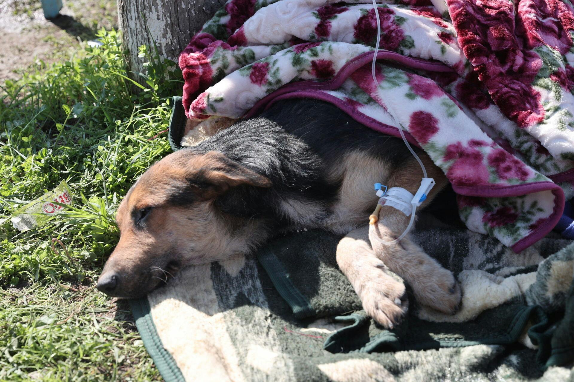 Hunden, hvis navn er ukendt, får her behandling efter at være blevet reddet.
