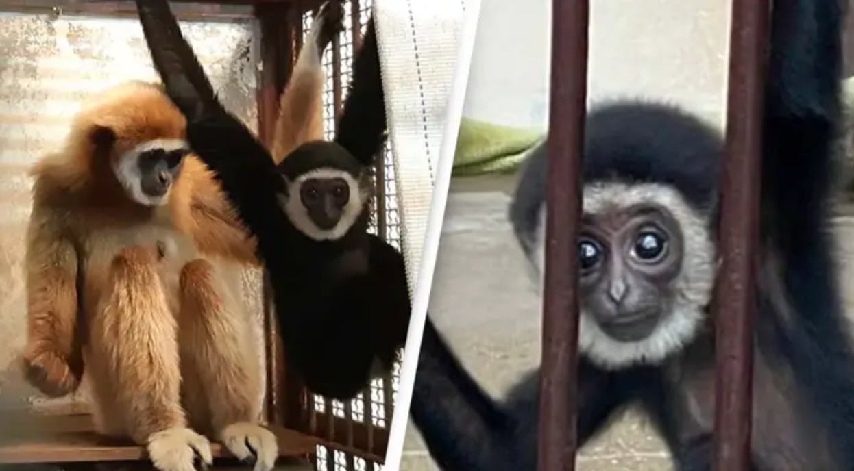 De japanske dyrepassere fik formentlig øjne så store som tekopper, da de en helt almindelig februardag i 2021 kiggede ind til deres gibbonabe Momo.