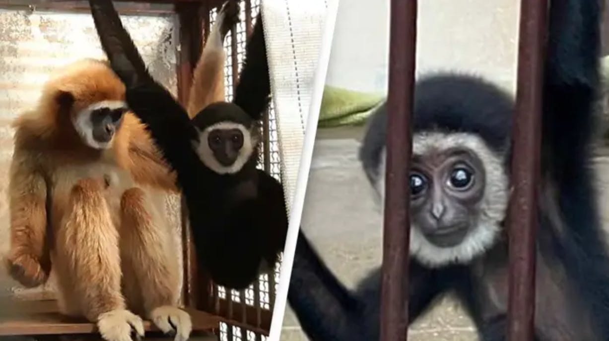 De japanske dyrepassere fik formentlig øjne så store som tekopper, da de en helt almindelig februardag i 2021 kiggede ind til deres gibbonabe Momo.