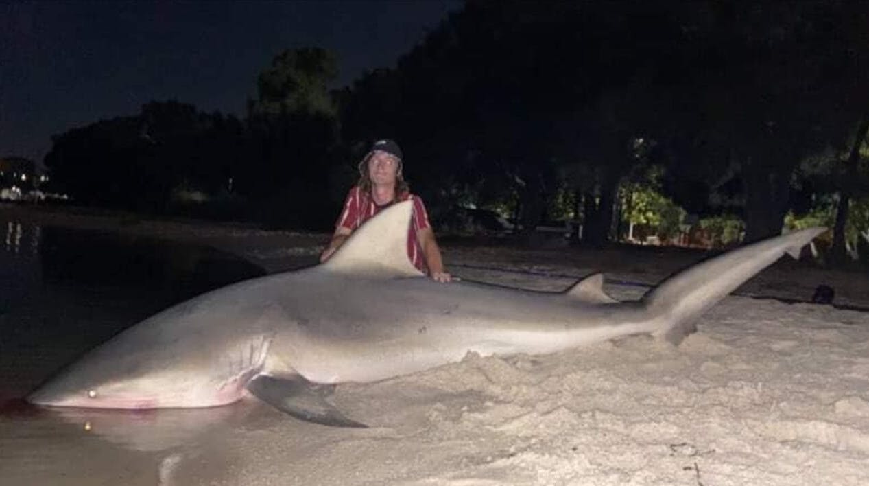 Det var denne enorme tyrehaj på tre meter, som Kai Boyle fik på krogen. Mon det er hajen, der står bag angrebet på en 16-årig pige, der døde?