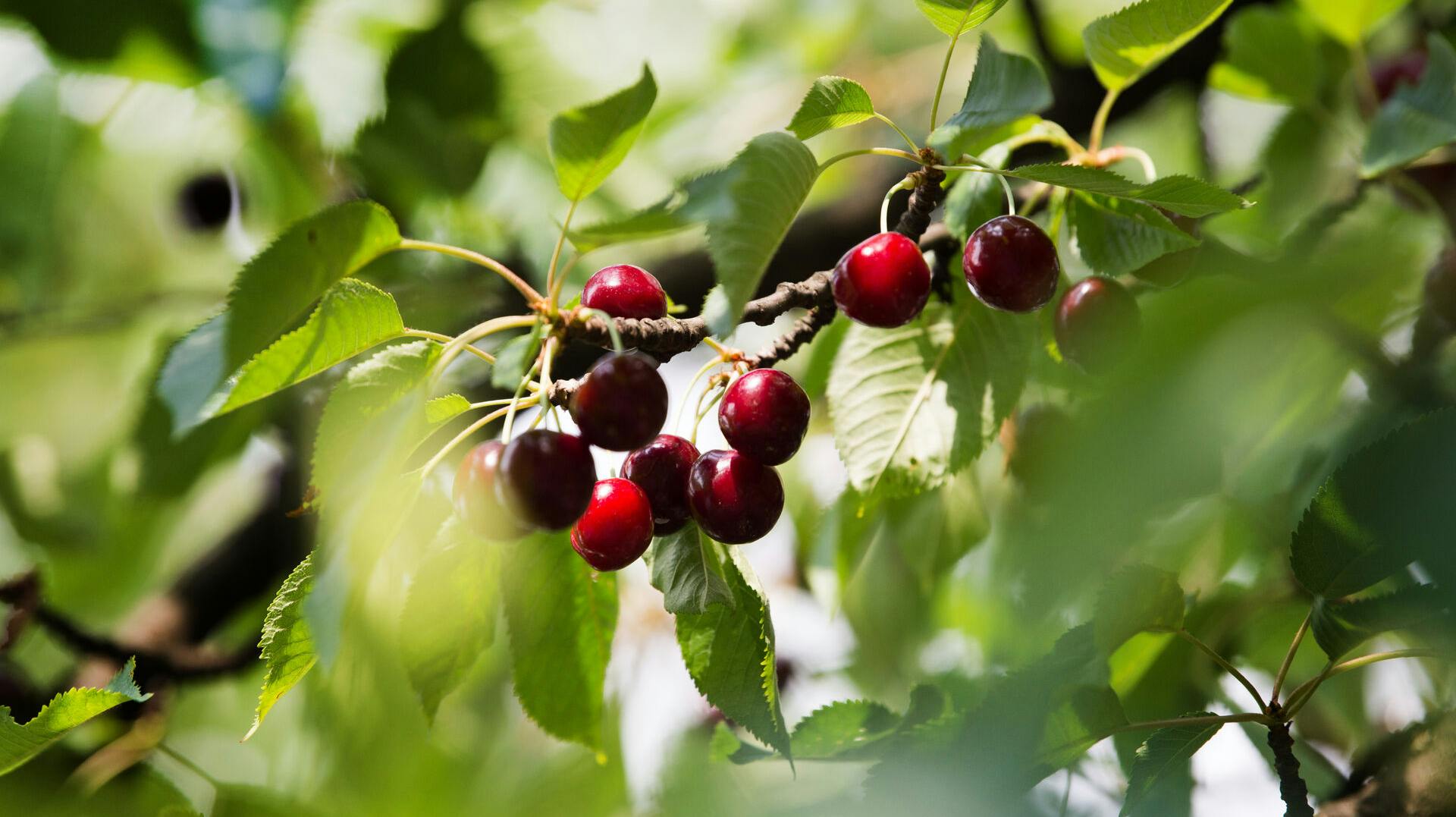 Det er sådanne bær fra kirsebærsorten fuglekirsebær, som har fået syv børn på operationsbordet. 