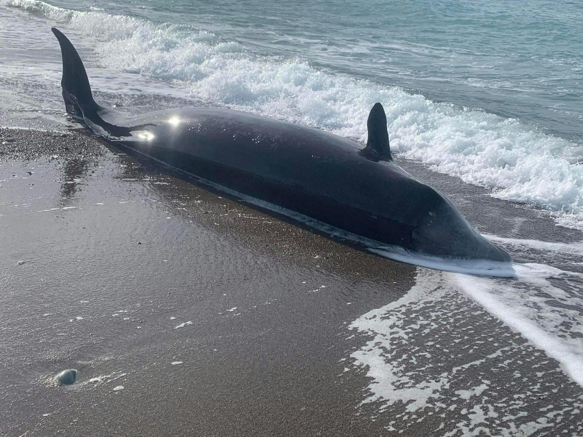 Her ses en af hvalerne på en strand på Cypern.