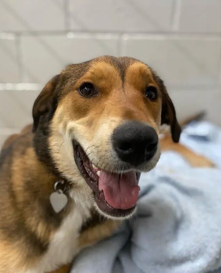 Bailey var lykkelig for at kunne få noget mad og hvile. 