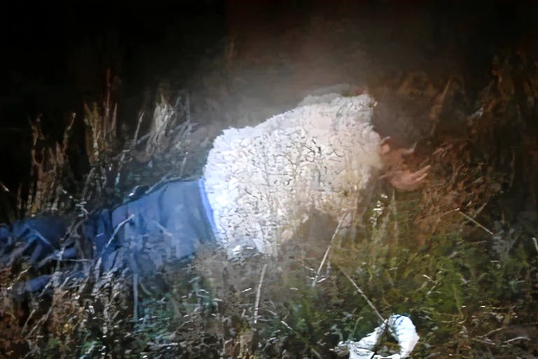Det fremgår ikke, om der går mange uldne får rundt i den indhegnede fængselsgård, men denne nat - hvor fangen José kastede sig ud i et flugtforsøg - var der i hvert fald en enkelt. Så længe det varede. 