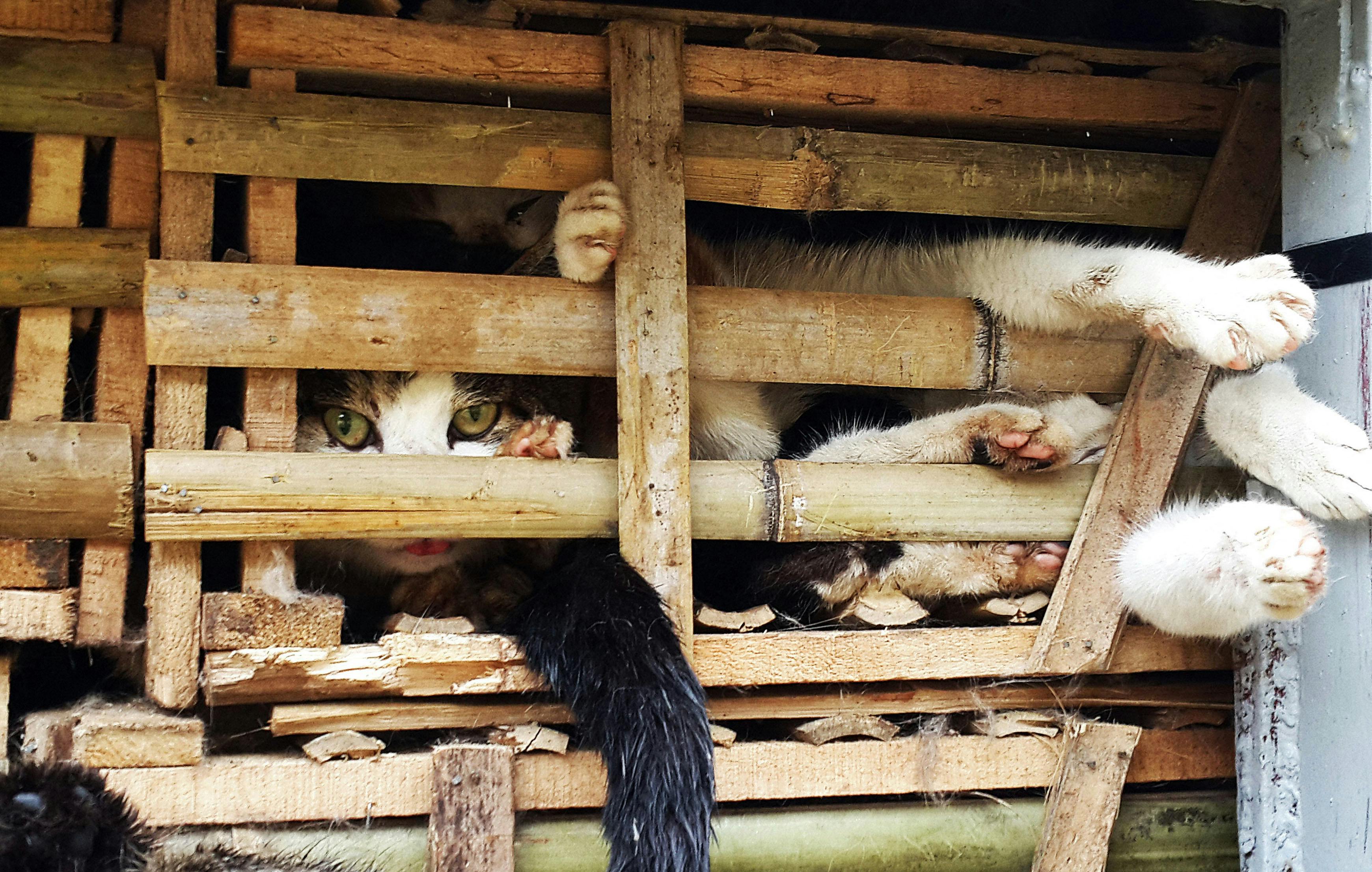 Her bliver levende katte transporteret på ladet af en lastbil i Vietnams hovedstad Hanoi. nbsp;
