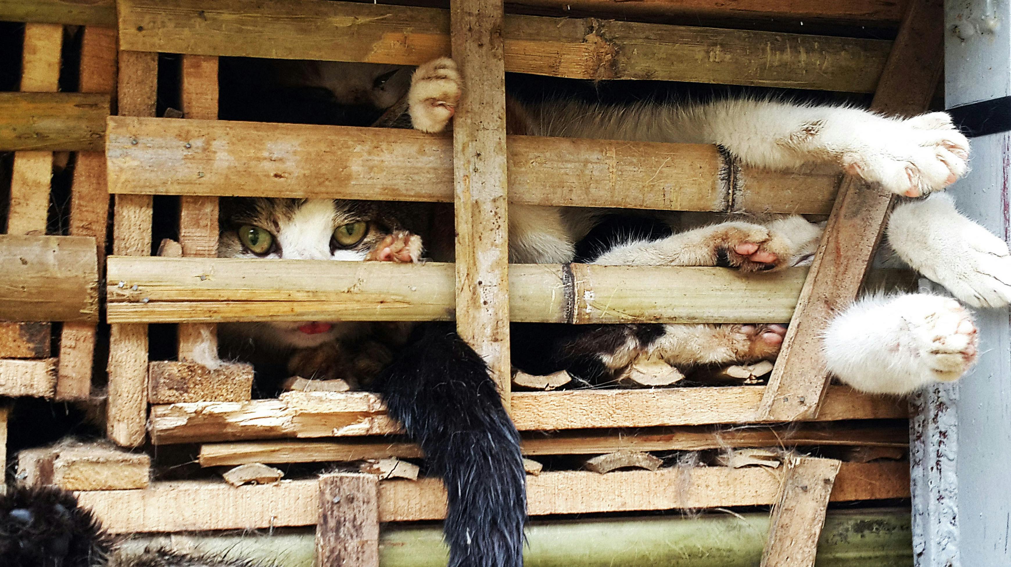Her bliver levende katte transporteret på ladet af en lastbil i Vietnams hovedstad Hanoi. nbsp;