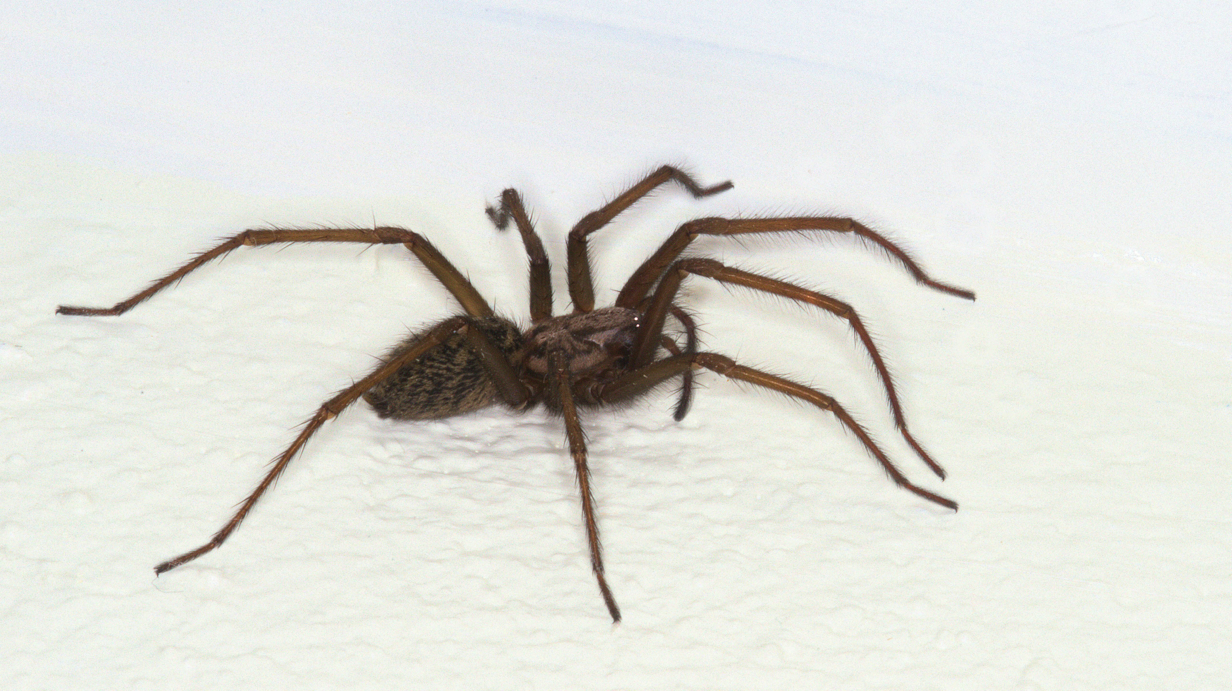 "Vermin" er i øjeblikket ved at blive optaget i Paris. nbsp;