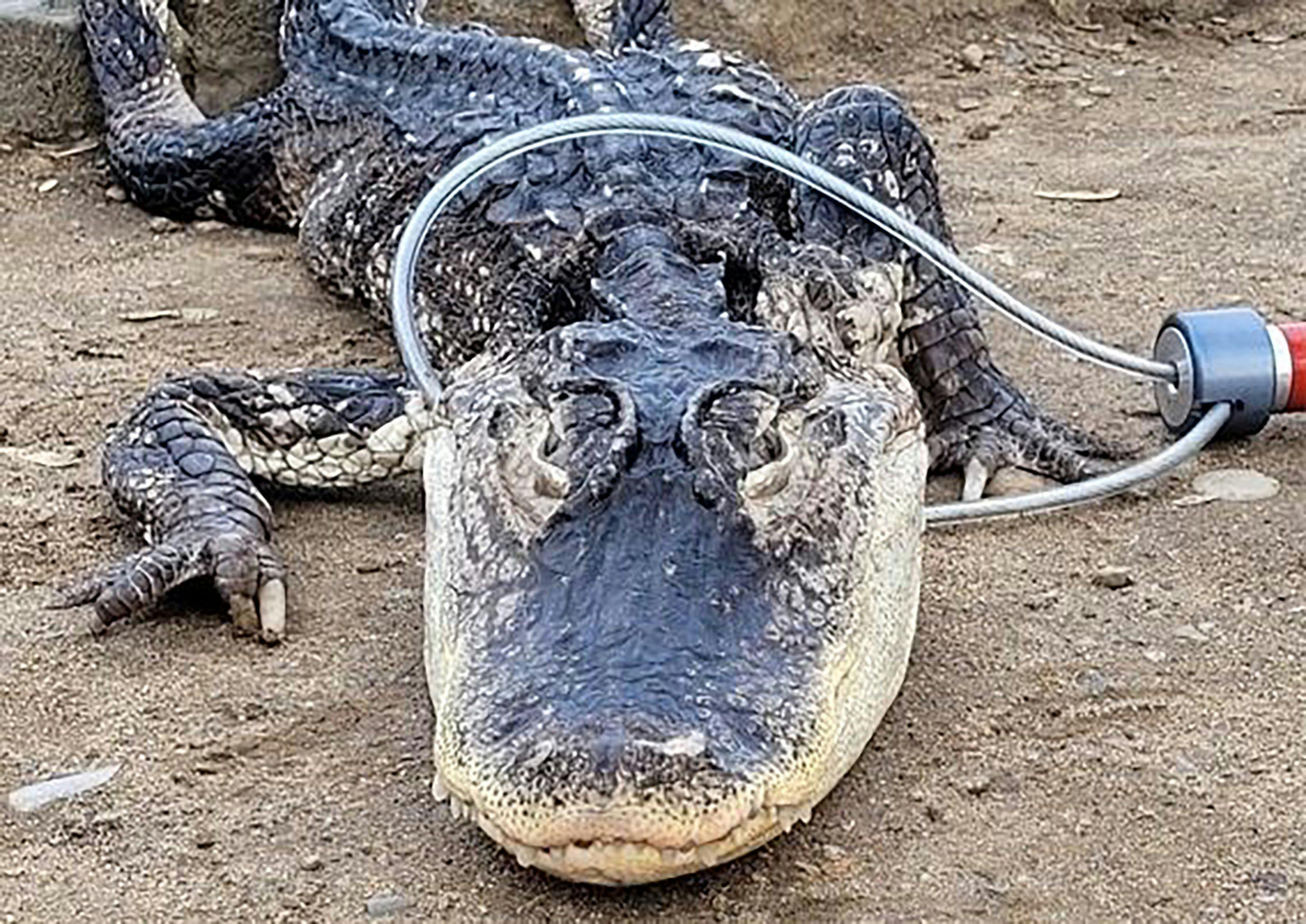 Det formodes, at alligatoren har været et kæledyr, der er blevet forladt ved søen.
