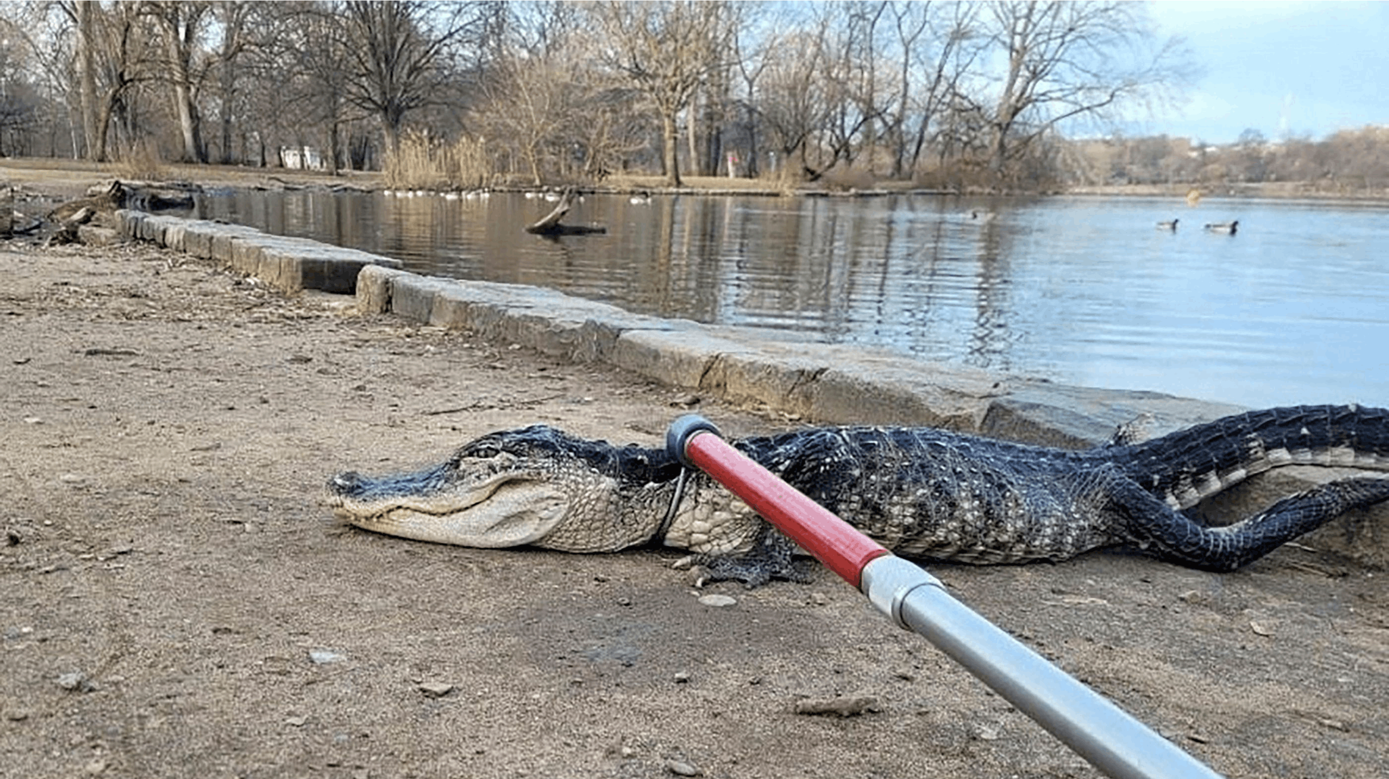 Alligatoren var kold, da den blev reddet op af søen, der ikke lige frem er dens habitat.
