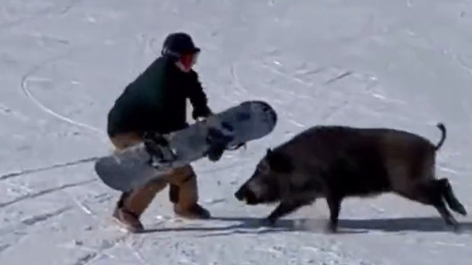 Et vildsvin gav to snowboardere et vildt chok, da de midt under en pause på pisten blev angrebet.