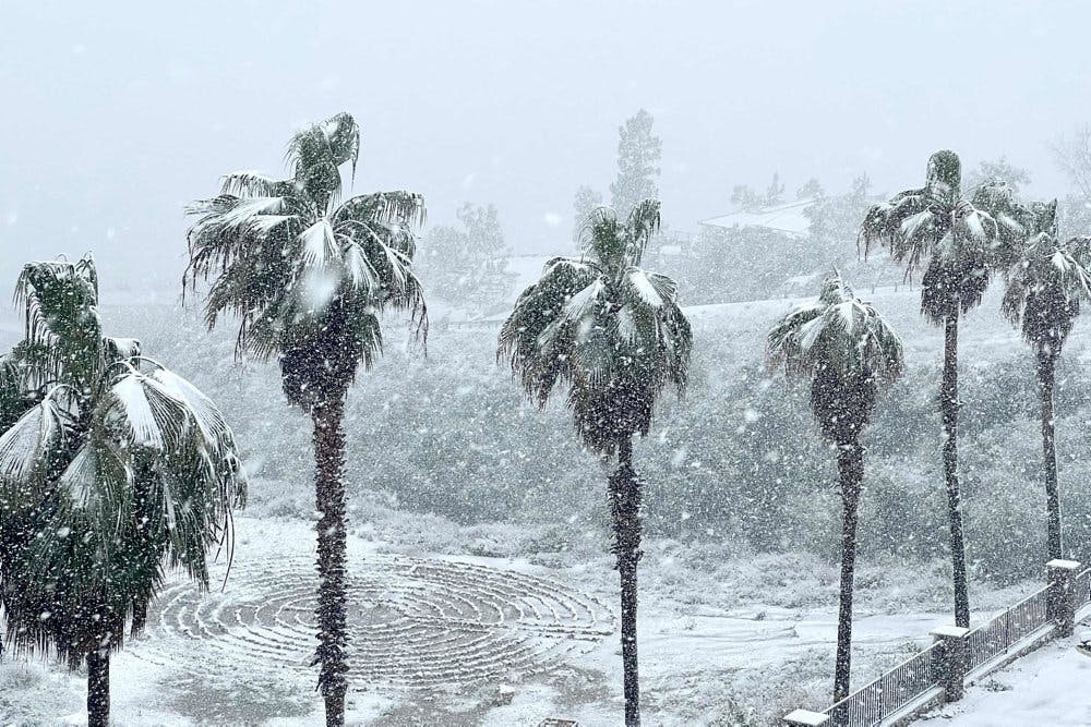 Sneklædte palmer er et sjældent syn i Californien. 25. februar var det ikke desto mindre virkelighed.