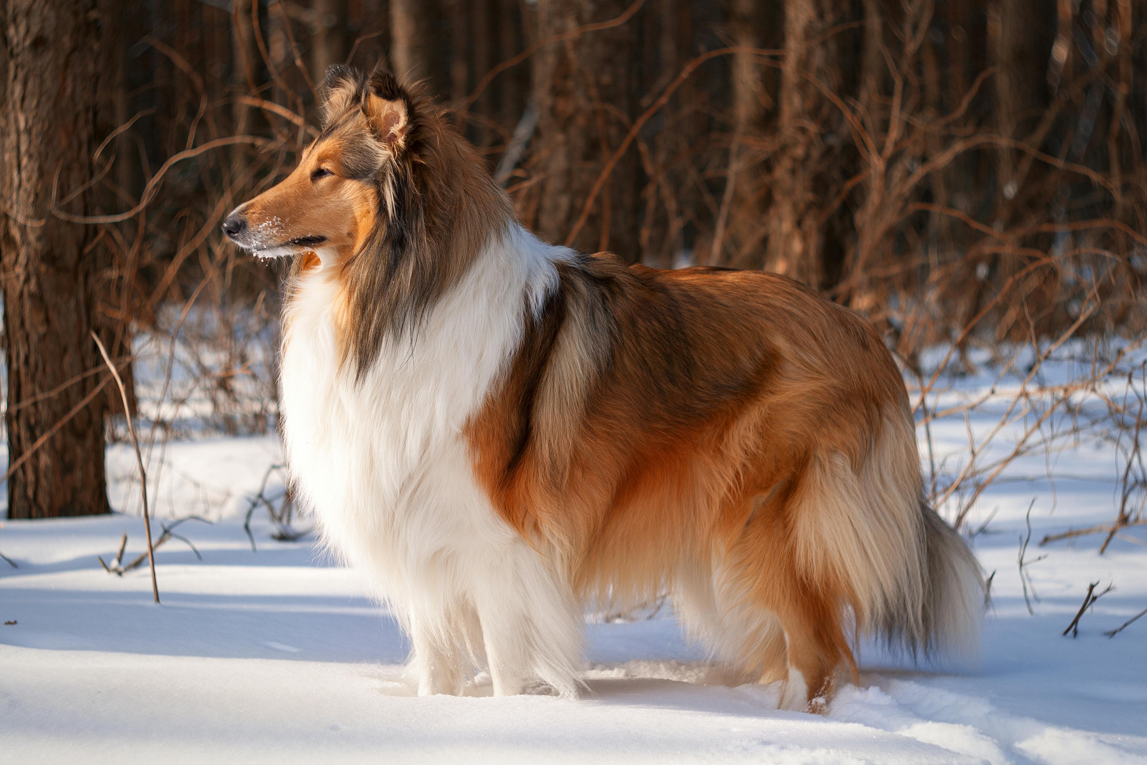 På voldsom retur "Lassie": Den langhårede collie er fare for at uddø | SE og HØR