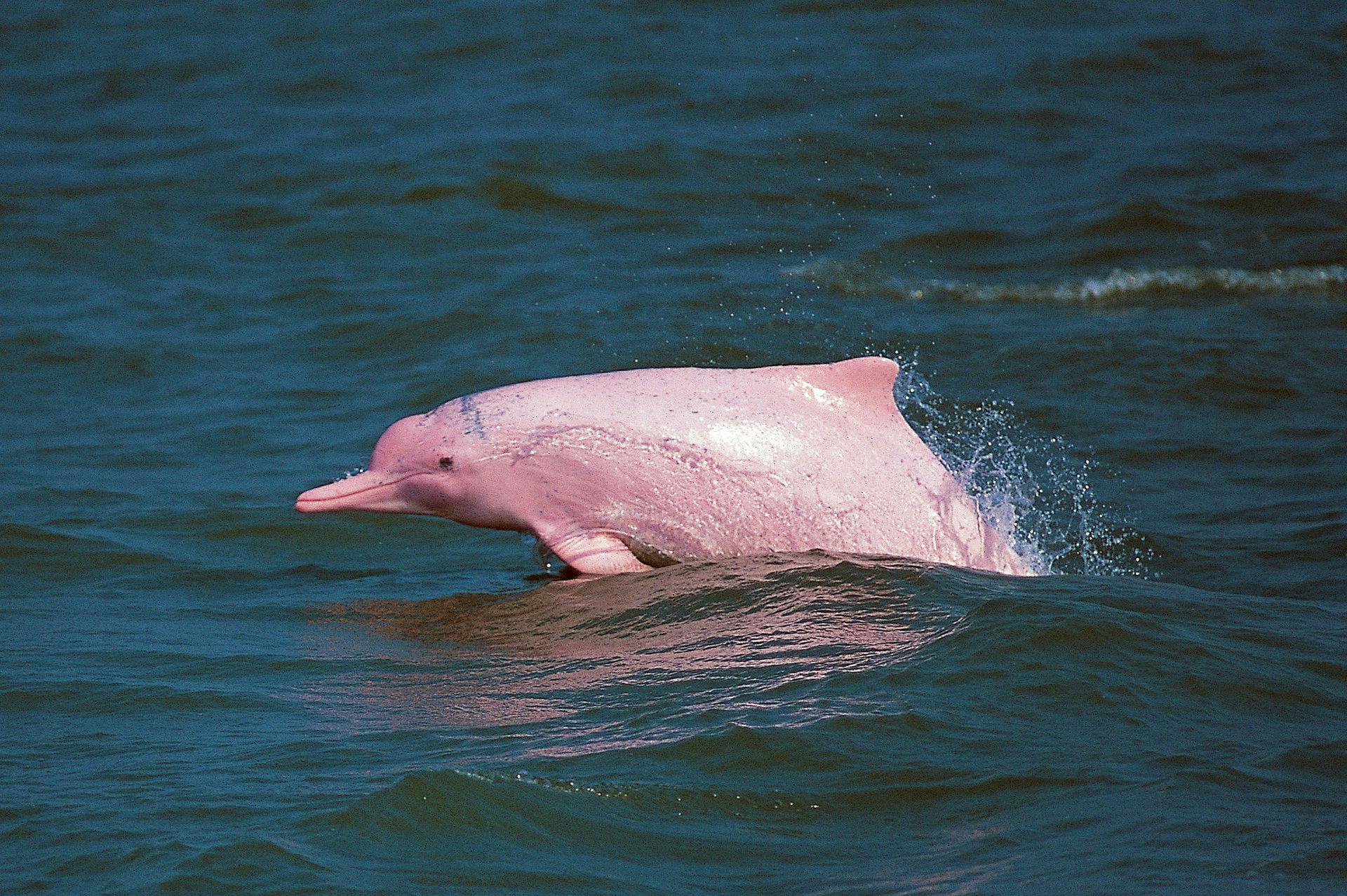 Det var en pink floddelfin, som gik til angreb på den 28-årige kvinde.&nbsp;