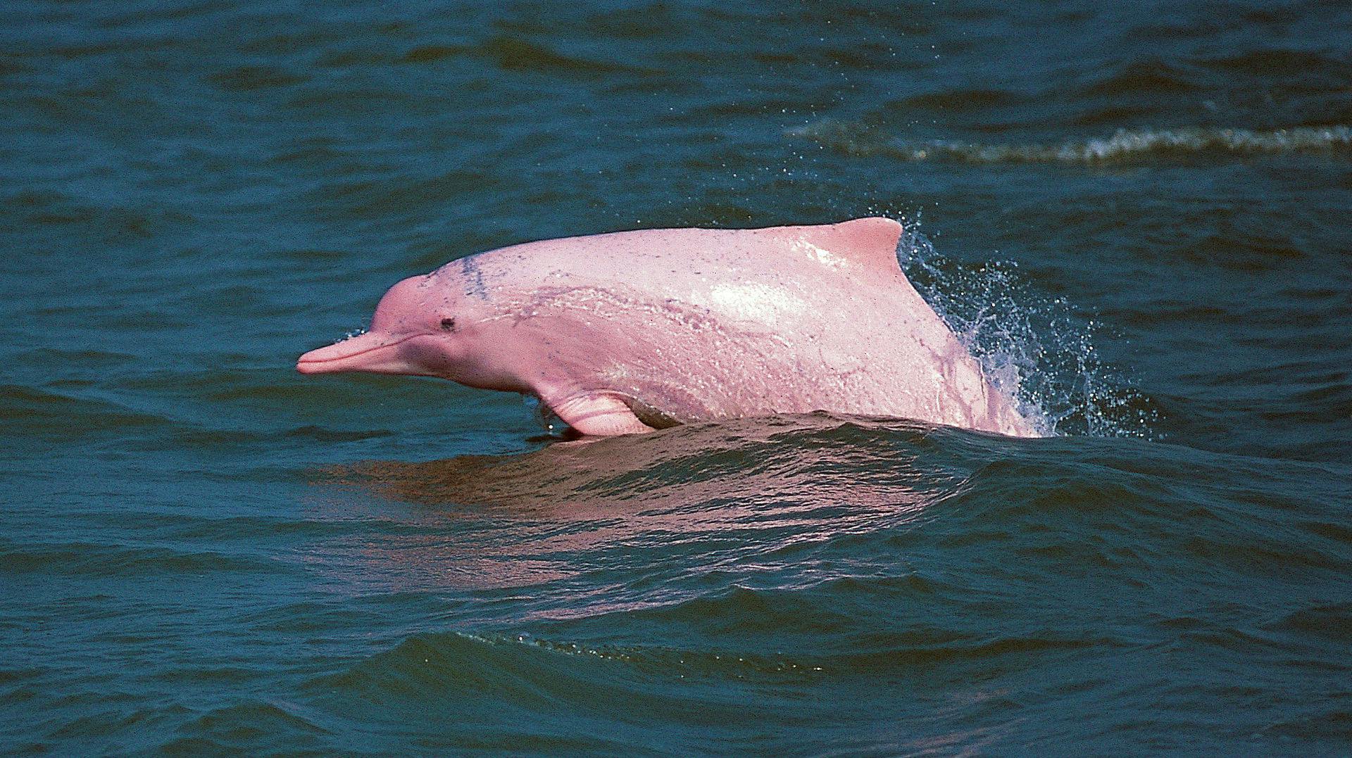 Det var en pink floddelfin, som gik til angreb på den 28-årige kvinde. 
