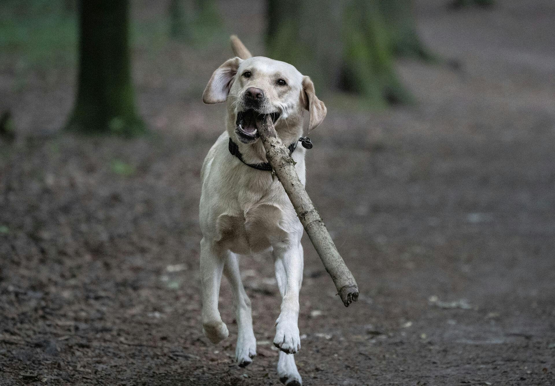 Sygdommen hjerte-lungeorm kan give hunden varige skader.&nbsp;